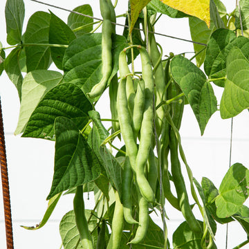 Green Pole Bean Samen zum Pflanzen  Gemüse Garden Essentials