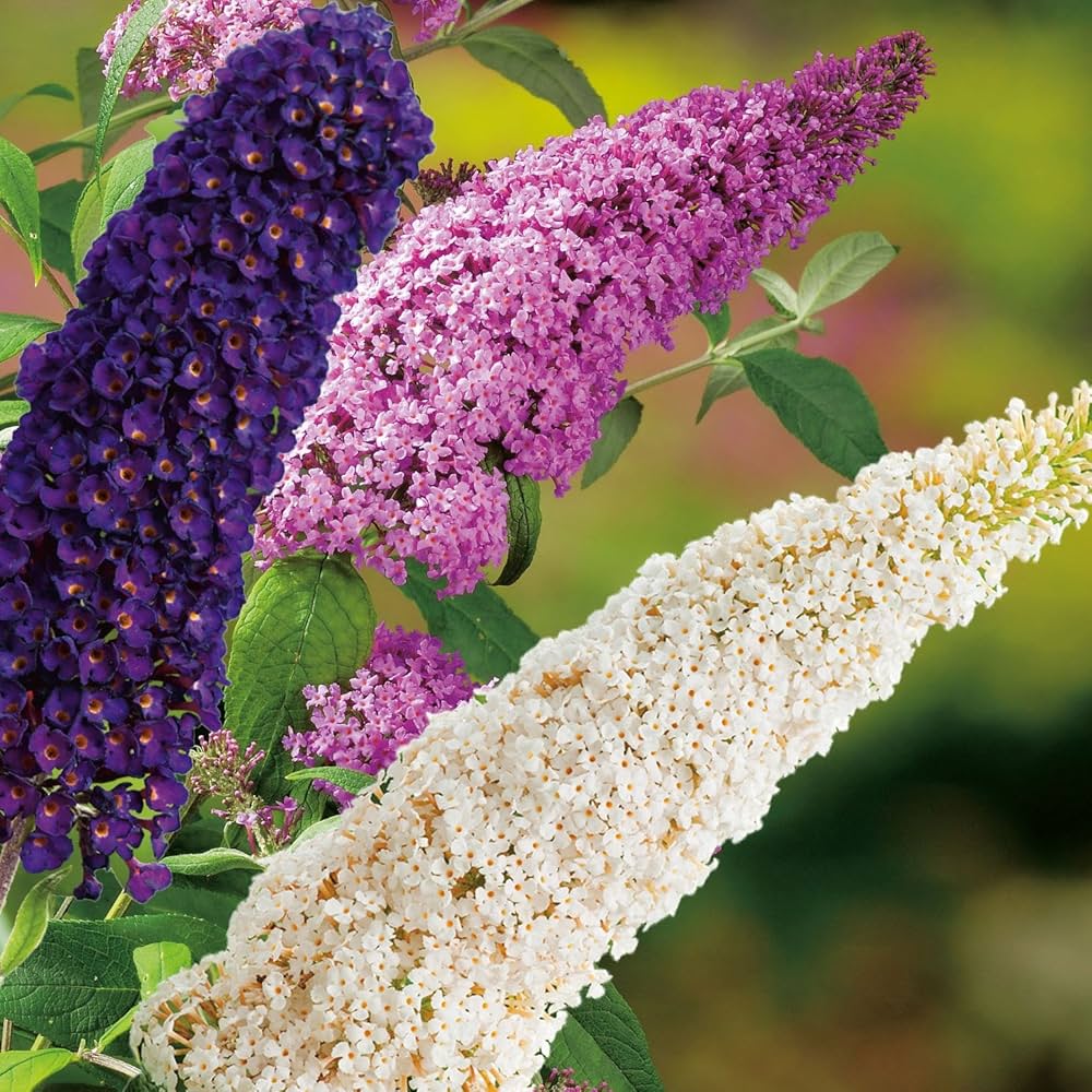 Sommerflieder Davidii Blumensamen zur Aussaat Anzucht Traditionssorte & ohne Gentechnik Samen Hausgarten