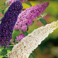 Sommerflieder Davidii Blumensamen zur Aussaat Anzucht Traditionssorte & ohne Gentechnik Samen Hausgarten