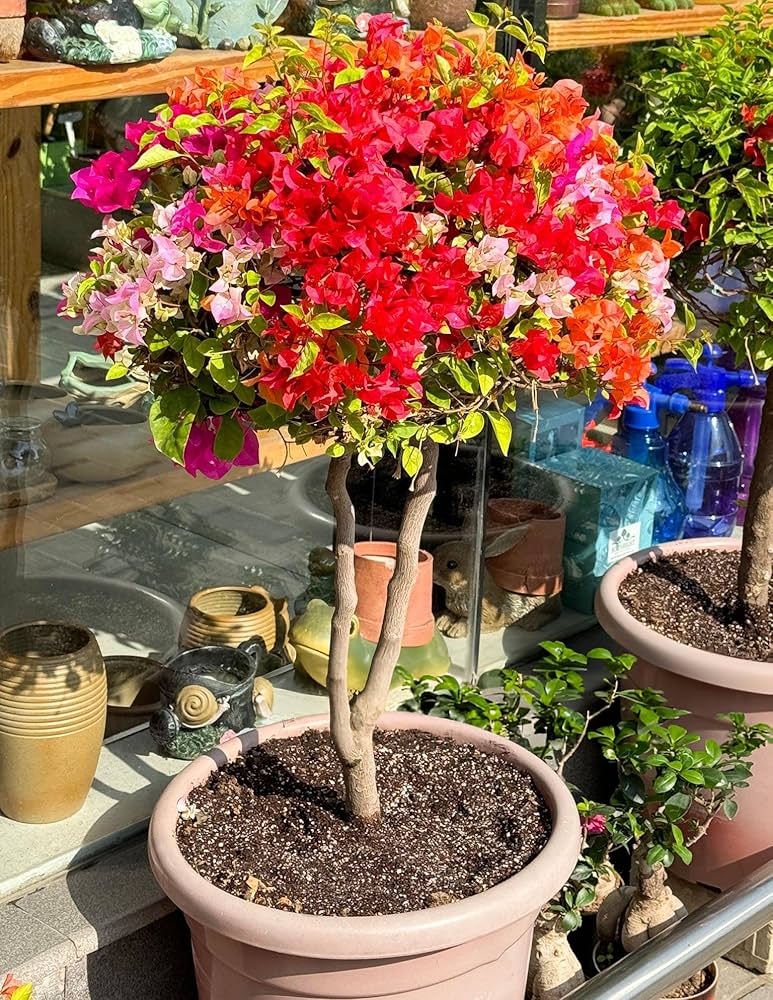 Garofano Blumen Pflanzen Bougainvillea-Bonsai Blumen Pot Balcony mehrjährig Gartenblumen