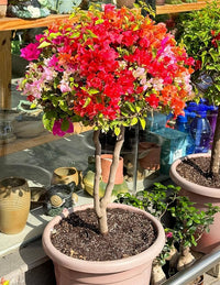 Drillingsblume mehrfarbige Blumensamen zur Aussaat