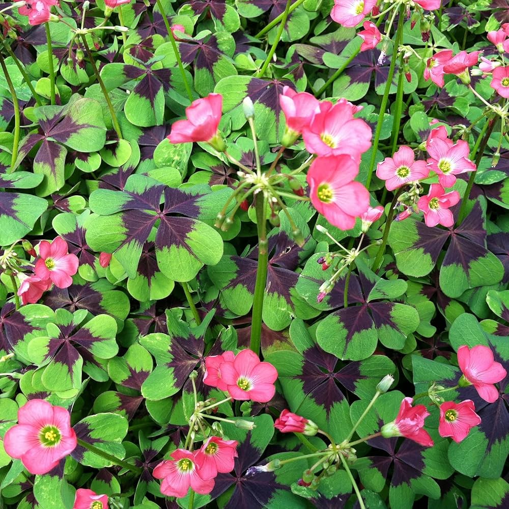 Sauerklee Triangularis Gemischt Blumensamen zur Aussaat