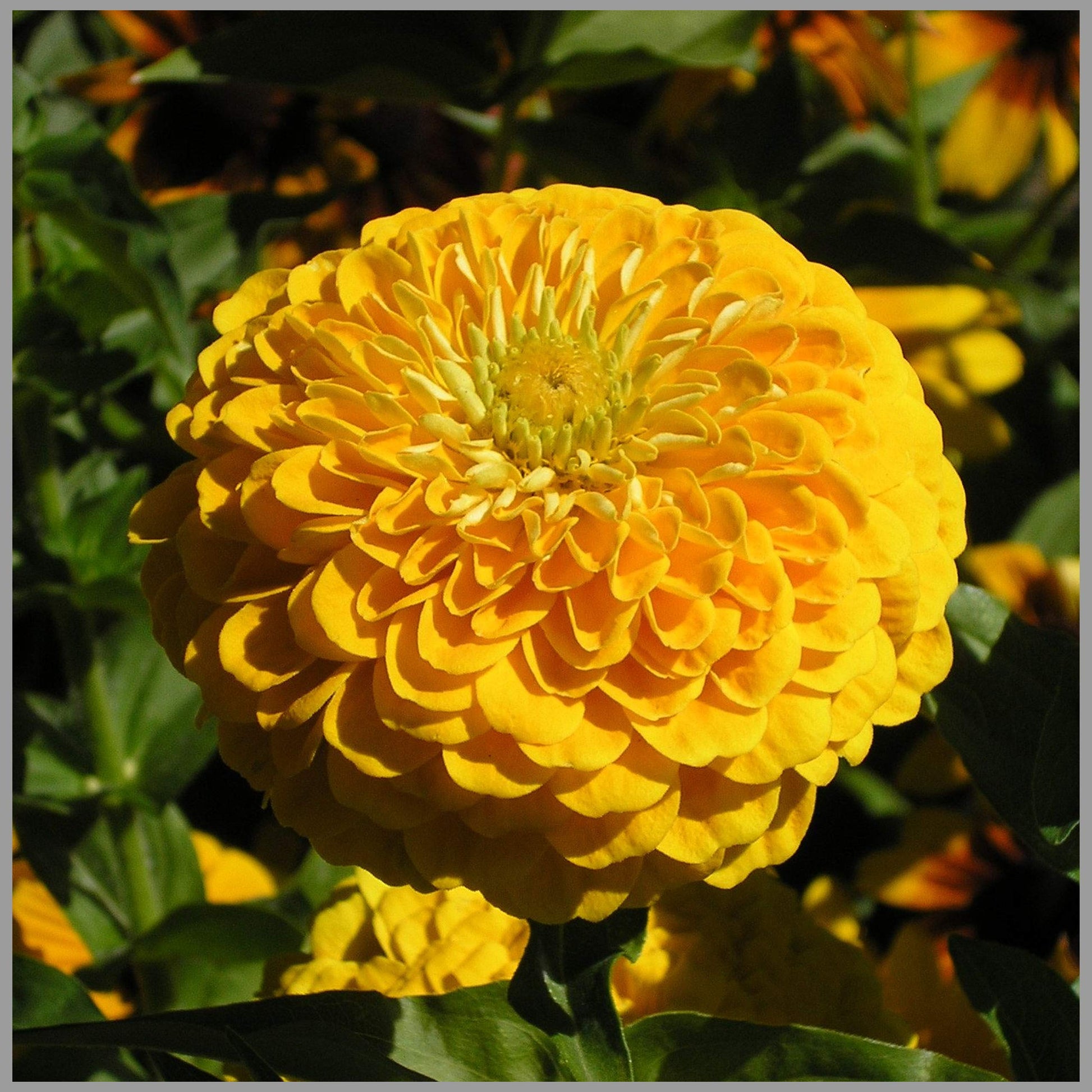 Gelb zinnia zinnia elegans for anpflanzung in urban garten
