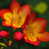 Gelb Orange Freesias Blumensamen Aussaat