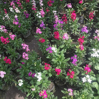 Sera Stock Levkoje Hot Cakes Blumensamen Mischung farbenfroh – duftend Blüten