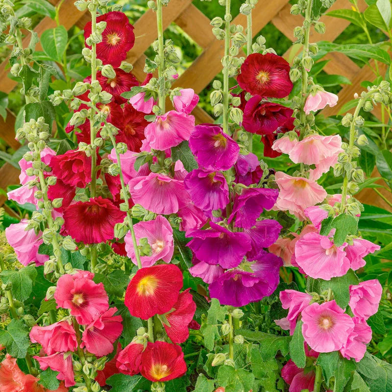 Gemischt Stockrose Blumensamen zur Aussaat – farbenfroh Biennial Blüten für Ihren Garten
