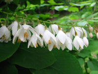 Weiß Snowbells Blumensamen zur Aussaat – Bestäuber freundlich – Traditionssorte & ohne Gentechnik Samen Hausgarten