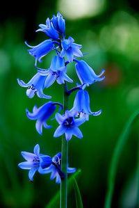 Blau Bell Blumensamen zur Aussaat – Garten beliebt – Traditionssorte & ohne Gentechnik Samen Hausgarten
