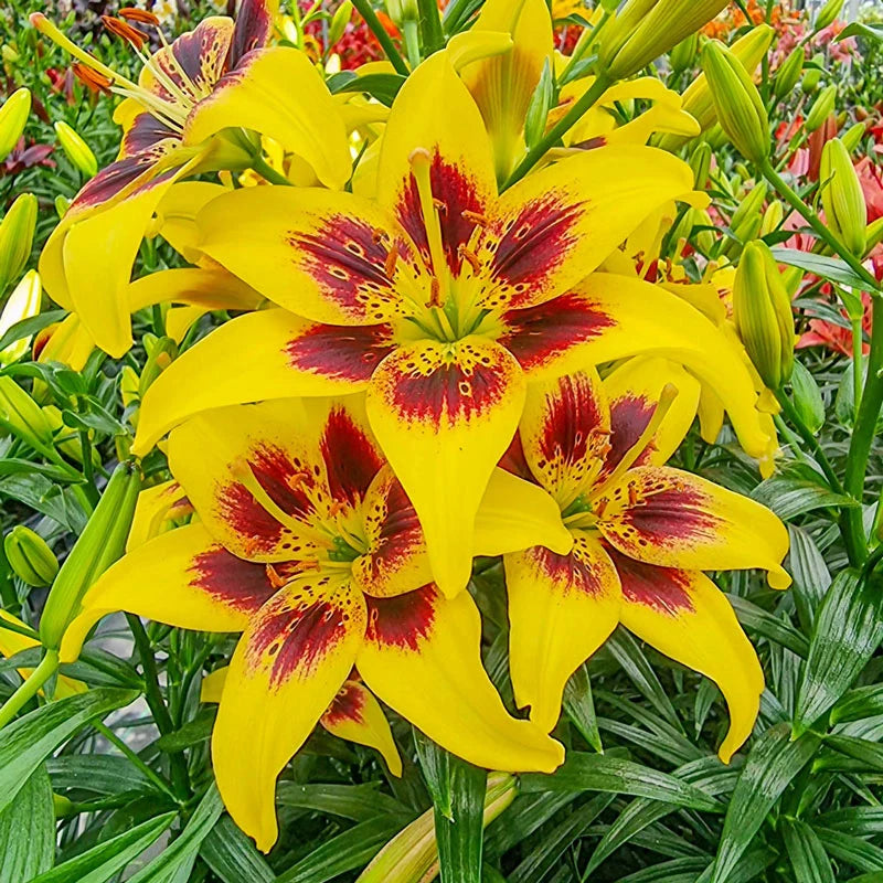 Gelb Rot Lilium Blumensamen zur Aussaat – robust Sorte – Traditionssorte & ohne Gentechnik Samen Hausgarten