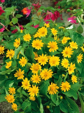Melampodium Blumensamen zur Aussaat leuchtend Traditionssorte & ohne Gentechnik Samen Hausgarten