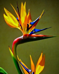 Paradiesvogelblume Blume Samen zur Aussaat