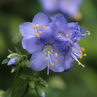 Jacobs Blumensamen zur Aussaat pflegeleicht Traditionssorte & ohne Gentechnik Samen Hausgarten