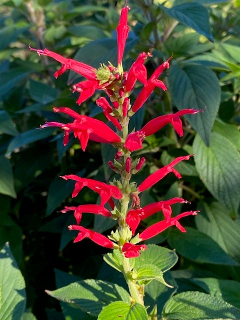 Pineapple Sage Blumensamen zur Aussaat lang Blüte Saison Traditionssorte & ohne Gentechnik Samen Hausgarten