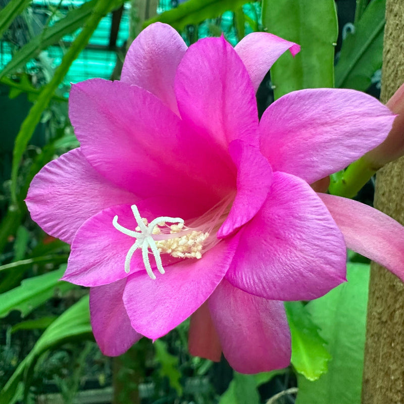 Chiapasia nelsonii blume samen for anpflanzung seasonal bloomer heirloom & gmo free samen for home garten 
 
 sale samen for home garten anpflanzung