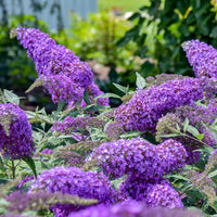 Violett Buddleja Blumensamen zur Aussaat – leuchtend Blüten – Traditionssorte & ohne Gentechnik Samen Hausgarten