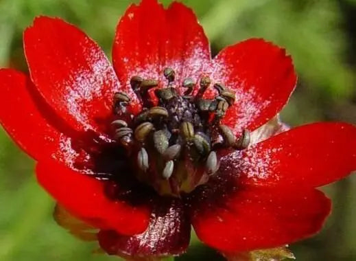 Adonis d’été rouge, graines, fleurs rouges remarquables