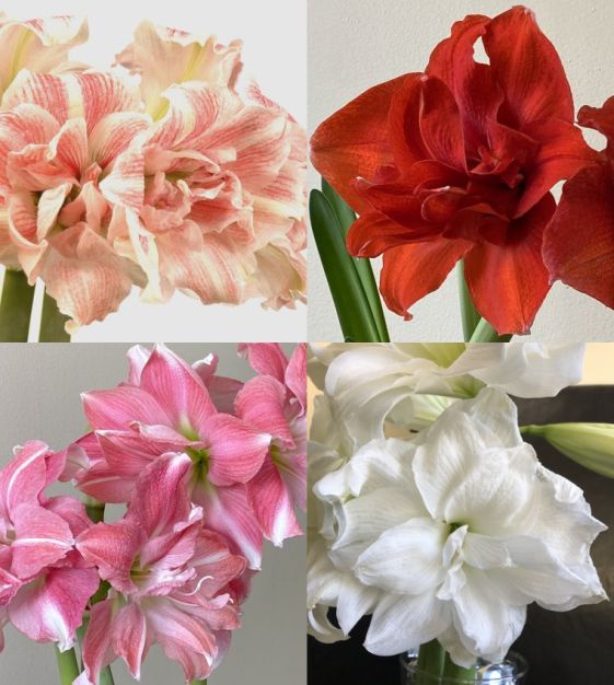Gemischt Ritterstern Barbados Blumensamen zur Aussaat kompakt Wuchs Traditionssorte & ohne Gentechnik Samen Hausgarten
