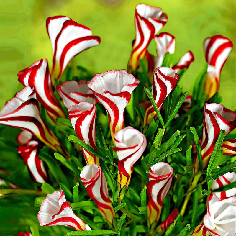 Sauerklee Versicolor Blumensamen zur Aussaat saisonal Dauerblüher Traditionssorte & ohne Gentechnik Samen Hausgarten