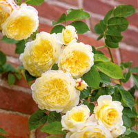 hell Gelb kletternd Rose Blumensamen zur Aussaat – Traditionssorte ohne Gentechnik biologisch Garten Samen