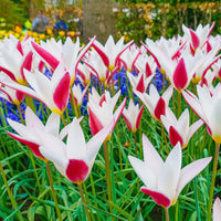 Peppermint Stick Tulpe Blumensamen zur Aussaat Anzucht Traditionssorte & ohne Gentechnik Samen Hausgarten