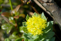Rhodiola Rosea Blumensamen zur Aussaat Anzucht Traditionssorte & ohne Gentechnik Samen Hausgarten