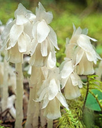 Weiß Monotropa Uniflora Blumensamen zur Aussaat Samen einzigartig und selten Blüten