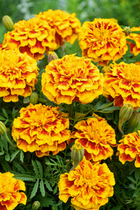 Studentenblume Blumensamen zur Aussaat Garten beliebt Traditionssorte & ohne Gentechnik Samen Hausgarten