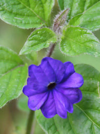 Violett Browallia Blumensamen zur Aussaat – saisonal Dauerblüher – Traditionssorte & ohne Gentechnik Samen Hausgarten