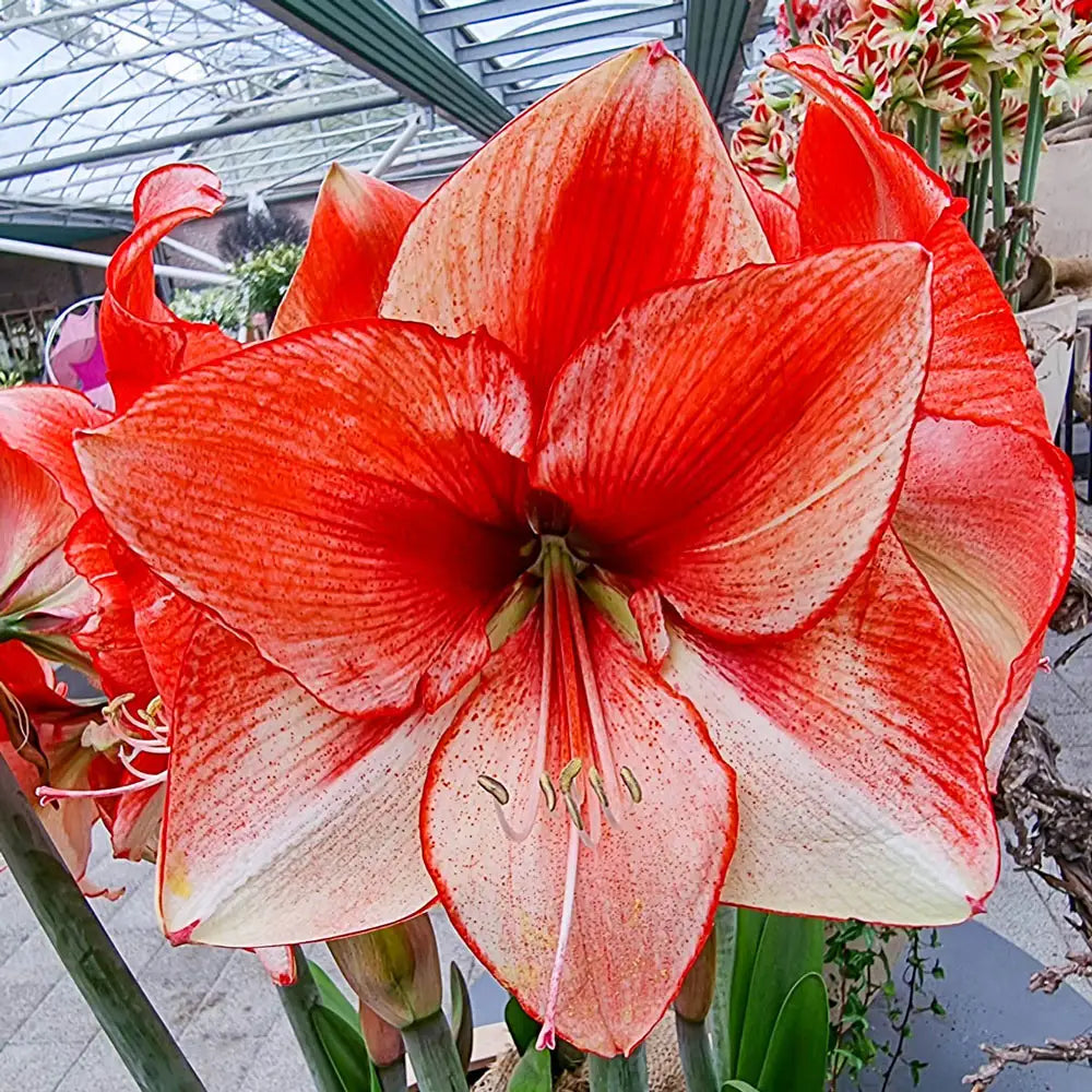 Weiß Orange Ritterstern Blumensamen zur Aussaat – leuchtend Blüten – Traditionssorte & ohne Gentechnik Samen Hausgarten