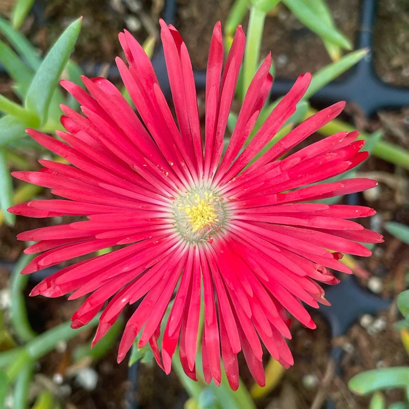 Rot Delosperma Blumensamen zur Aussaat duftend Blüten Traditionssorte & ohne Gentechnik Samen Hausgarten
