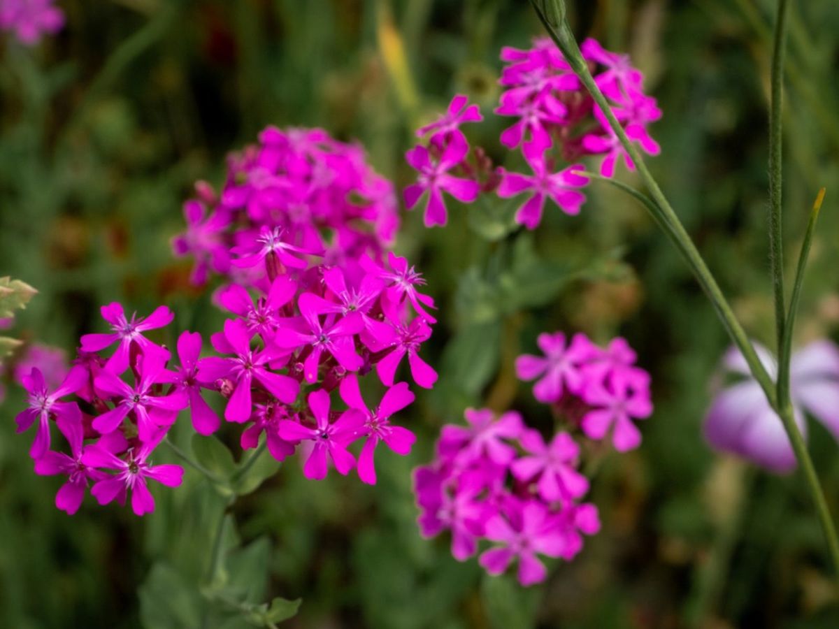 Catchfly Blumensamen zur Aussaat Garten beliebt Traditionssorte & ohne Gentechnik Samen Hausgarten