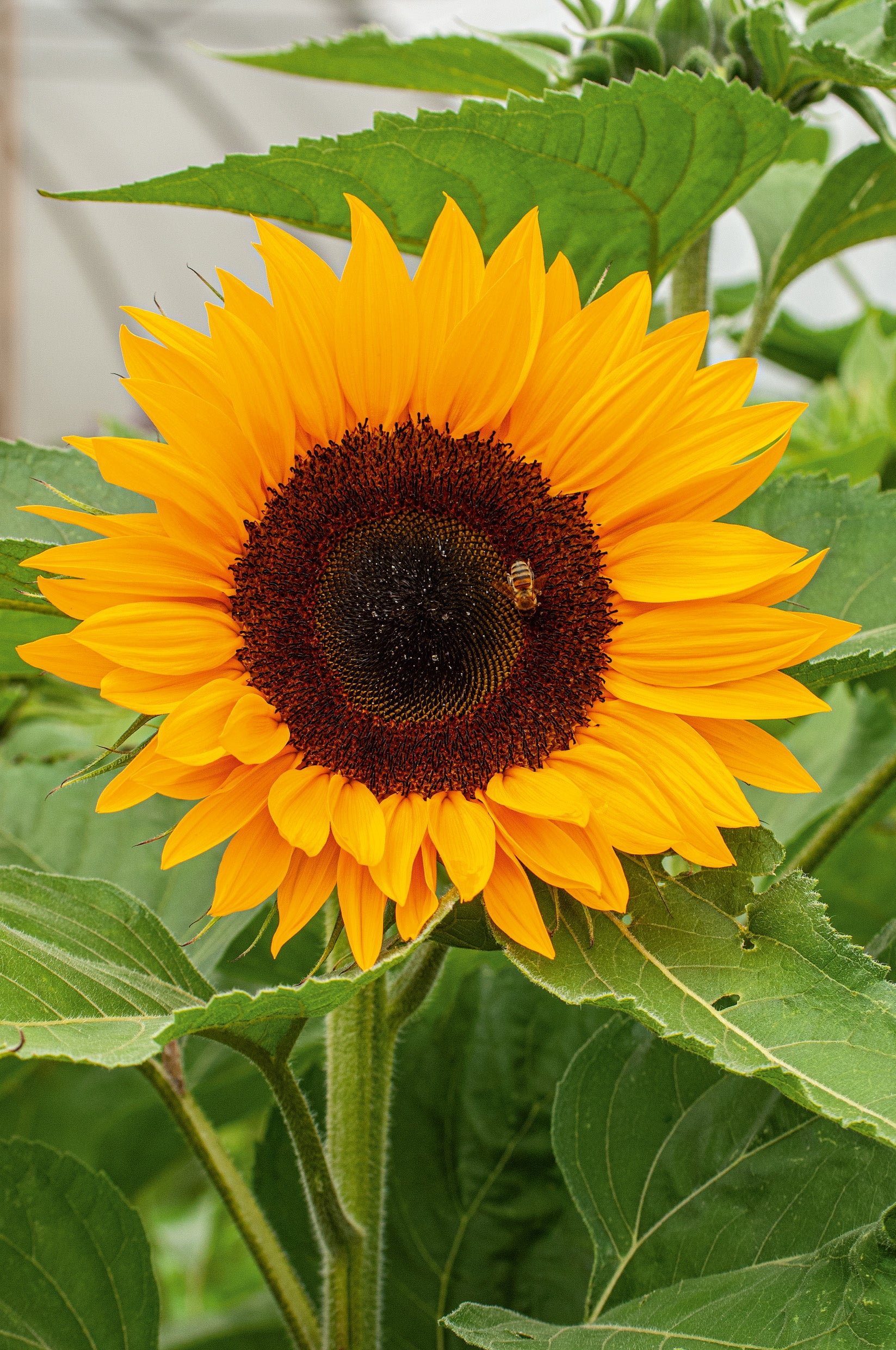 Sonnenblume Blumensamen zur Aussaat – leuchtend Blüten – Traditionssorte & ohne Gentechnik Samen Hausgarten