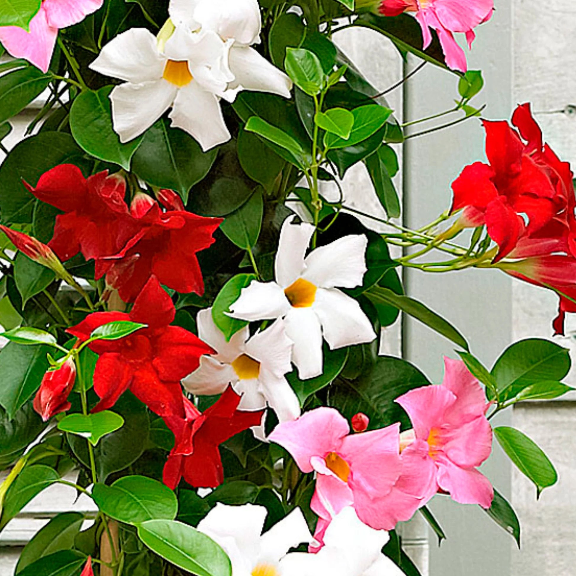 Gemischt Mandevilla Sanderi Blumensamen zur Aussaat Traditionssorte und ohne Gentechnik Samen Hausgarten leuchtend Blüten