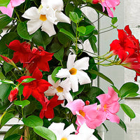 Gemischt Mandevilla Sanderi Blumensamen zur Aussaat Traditionssorte und ohne Gentechnik Samen Hausgarten leuchtend Blüten