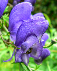 hell Grün Aconitum Blumensamen zur Aussaat – lang Blüte Saison – Traditionssorte & ohne Gentechnik Samen Hausgarten