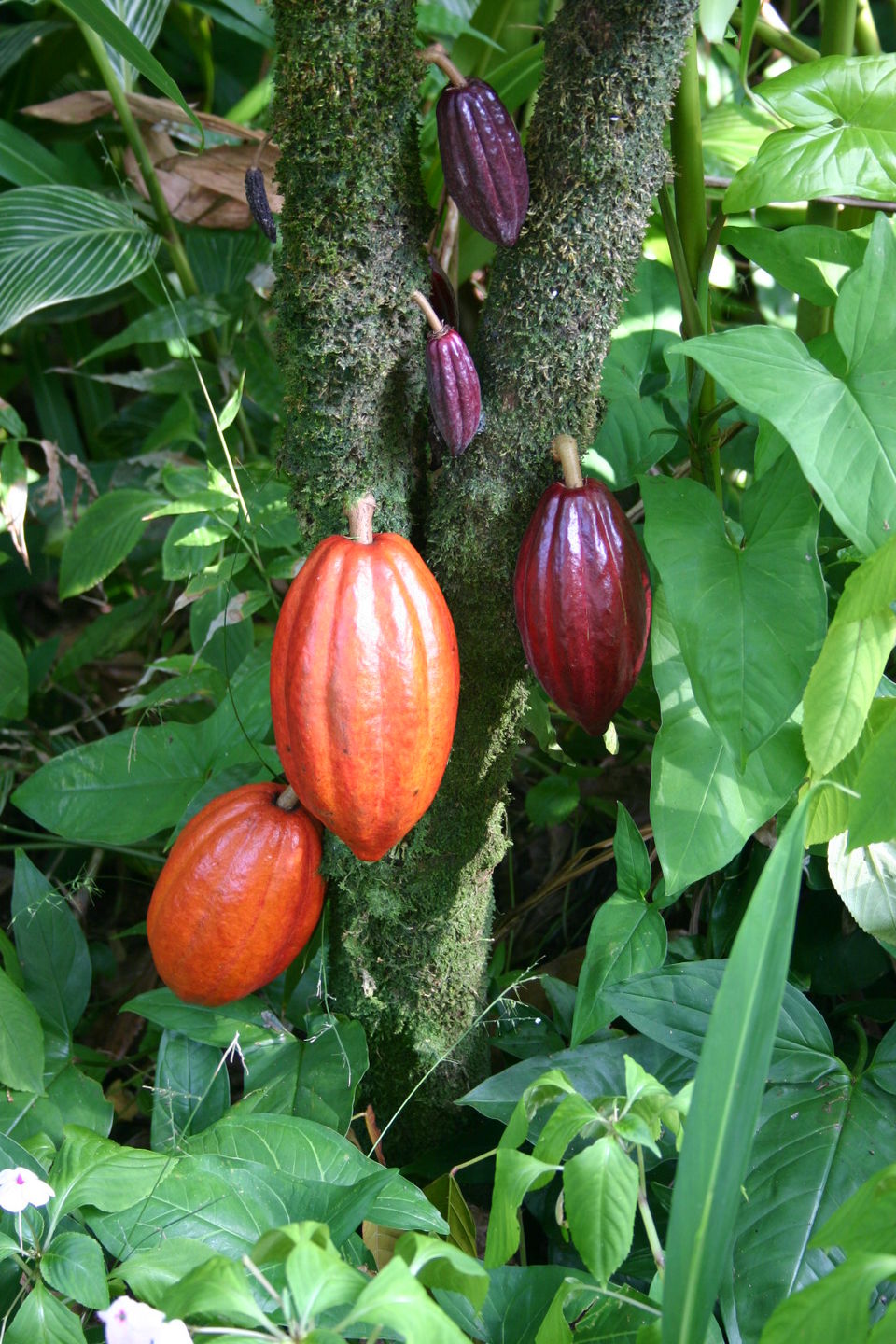 Kakaofrucht (cacao) Samen für einfaches Anpflanzen