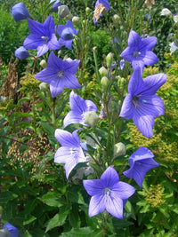 Patycodon Blumensamen zur Aussaat pflegeleicht Traditionssorte & ohne Gentechnik Samen Hausgarten