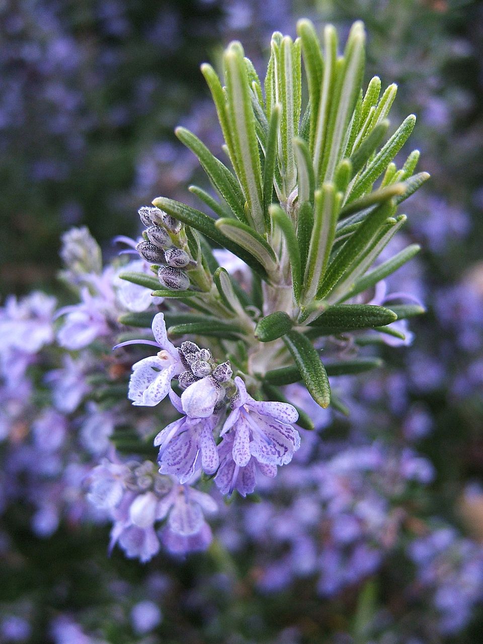 Lavendel Rosemary Blumensamen zur Aussaat – robust Sorte – Traditionssorte & ohne Gentechnik Samen Hausgarten