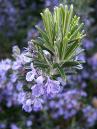 Lavendel Rosemary Blumensamen zur Aussaat – robust Sorte – Traditionssorte & ohne Gentechnik Samen Hausgarten