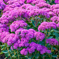 Lila Sedum Blumensamen zur Aussaat Landhaus Garten wichtig Traditionssorte & ohne Gentechnik Samen Hausgarten