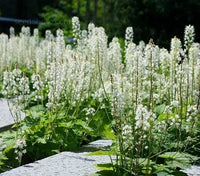Weiß Tiarella Wherryi Blumensamen zur Aussaat – pflegeleicht – Traditionssorte & ohne Gentechnik Samen Hausgarten