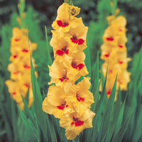 Gelb Rot Gladiole Blumensamen Blumensamen zur Aussaat lang Blüte Saison Traditionssorte & ohne Gentechnik Samen Hausgarten