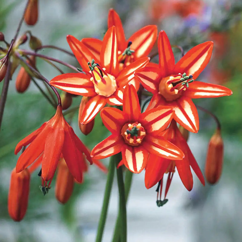 Orange Coral Drops Blumensamen zur Aussaat – leuchtend – Traditionssorte & ohne Gentechnik Samen Hausgarten