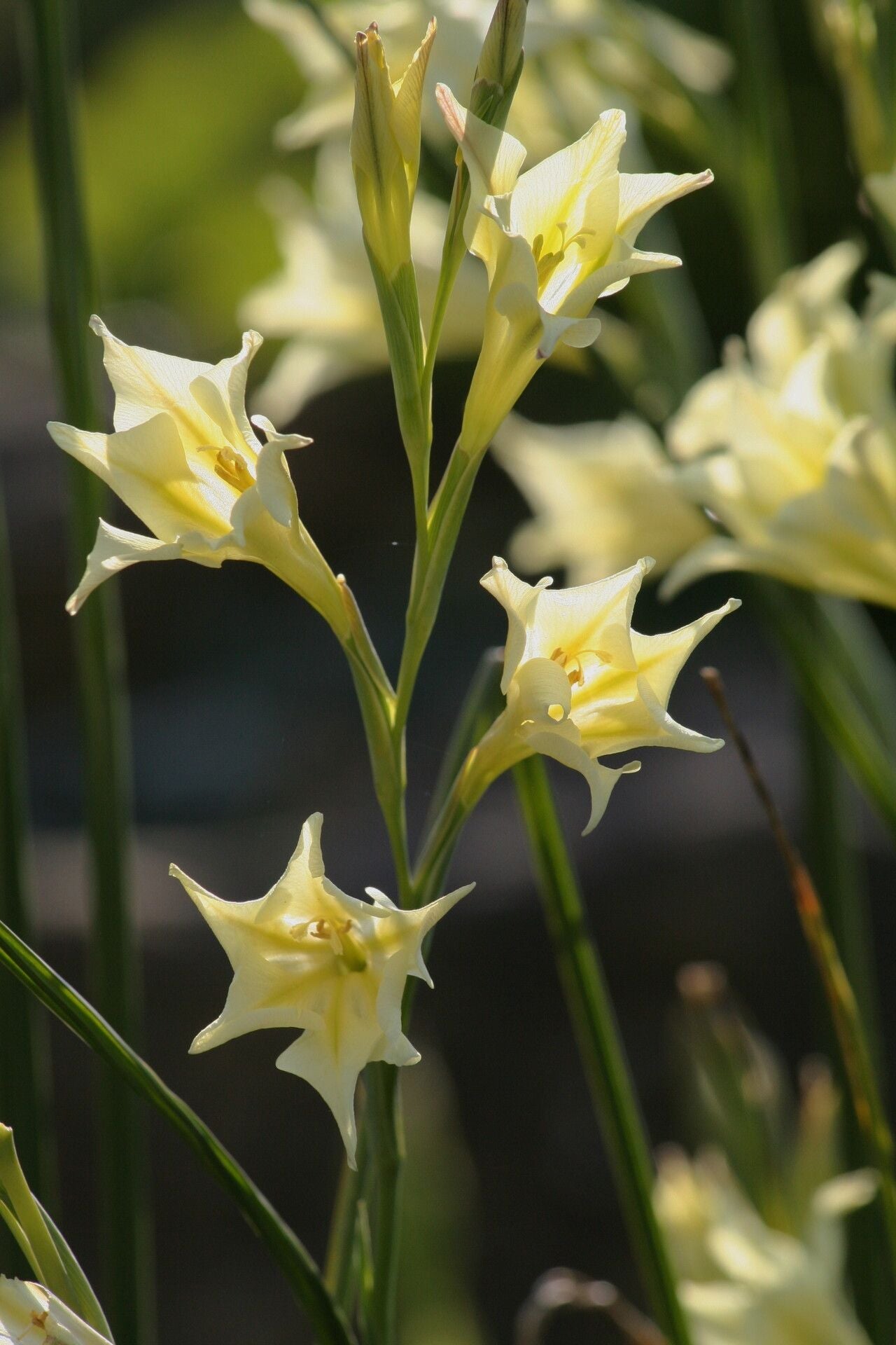 Gladiole Tristis Blumensamen zur Aussaat farbenfroh Schau Traditionssorte & ohne Gentechnik Samen Hausgarten