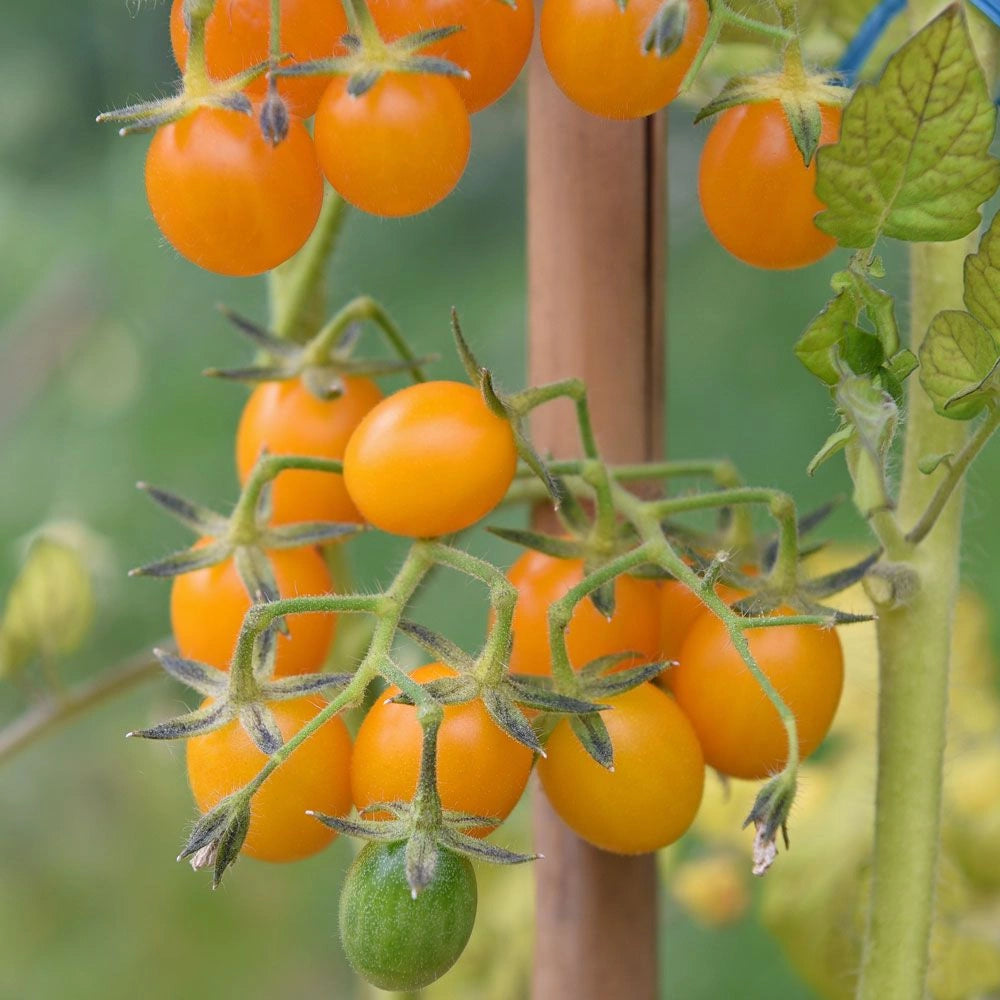 Gold Tomate Samen for Gemüse Planting