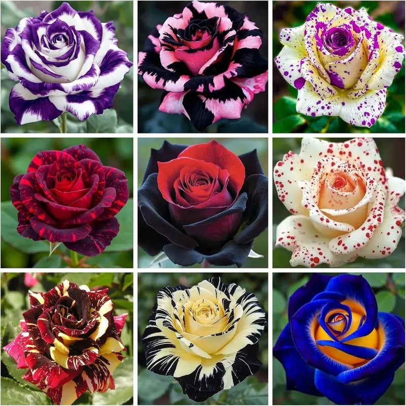 Mischung Dragon Rose Blumensamen zur Aussaat – Landhaus Garten wichtig – Traditionssorte & ohne Gentechnik Samen Hausgarten