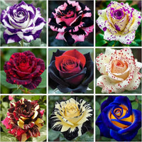 Mischung Dragon Rose Blumensamen zur Aussaat – Landhaus Garten wichtig – Traditionssorte & ohne Gentechnik Samen Hausgarten