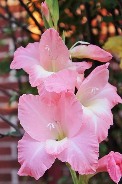 hell Rosa Gladiole Blumensamen zur Aussaat duftend Blüten Traditionssorte & ohne Gentechnik Samen Hausgarten