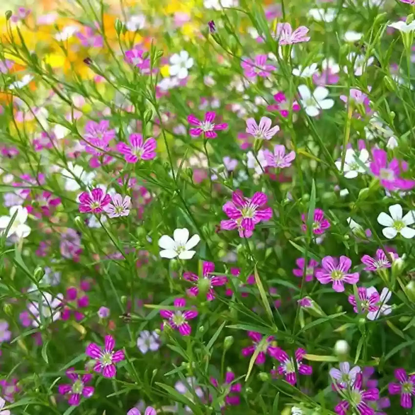 Mixed gypsophila blume samen for anpflanzung hardy variety heirloom & gmo free samen for home garten
 
 sale samen for home garten anpflanzung