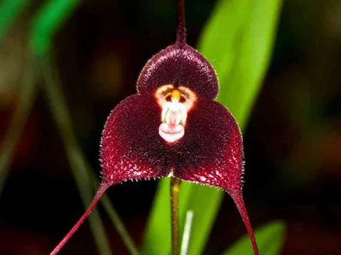 Traditionssorte Rosa Monkey Face Orchidee Blumensamen zur Aussaat – pflegeleicht – Traditionssorte & ohne Gentechnik Samen Hausgarten